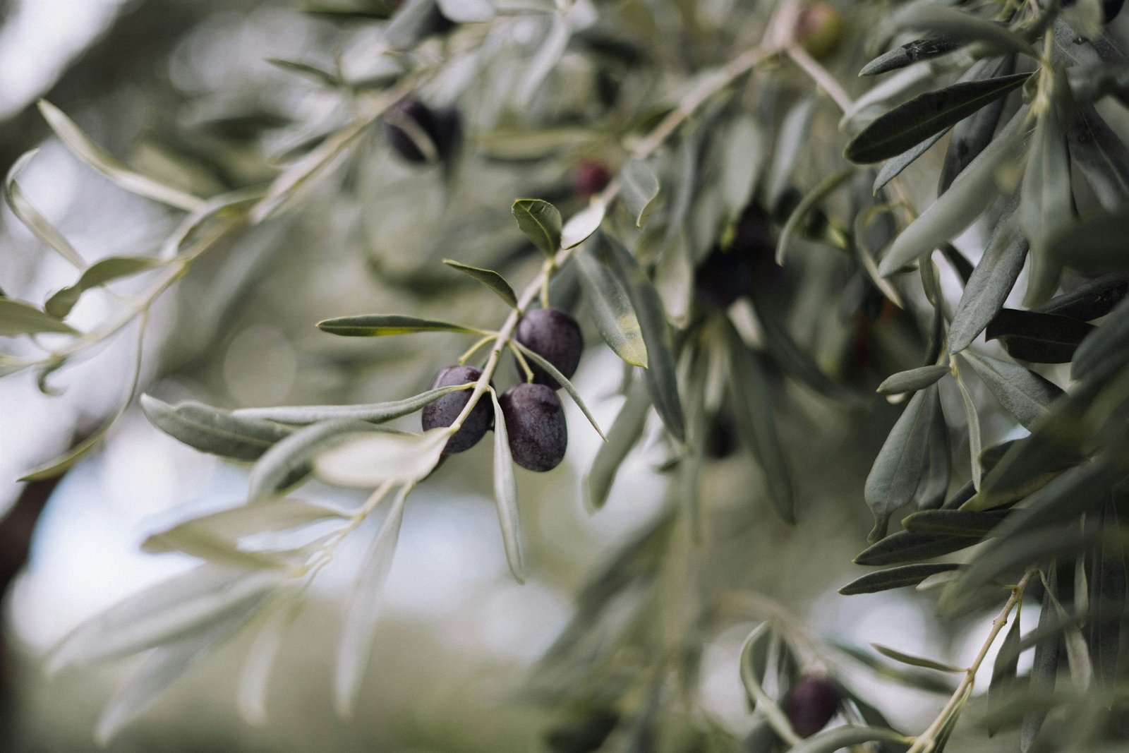Ripe dark olives on a branch among silvery leaves in a Greek olive grove